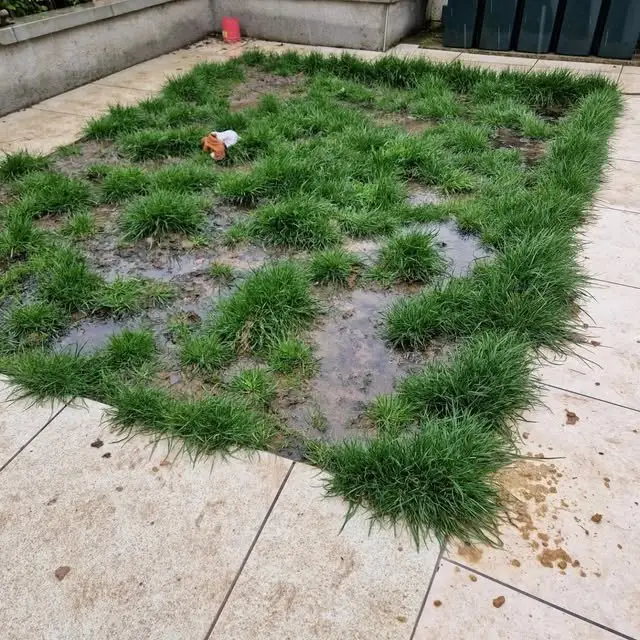 Before: patchy, muddy lawn with bare soil between tufts of grass